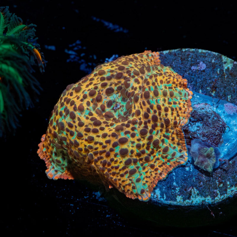 Leopard Mushroom