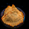 Jawbreaker Mushroom 