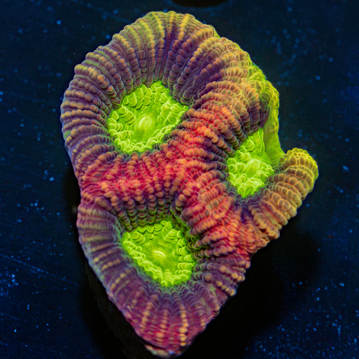 Dragon Soul Favia Coral with encrusting growth in reef aquarium