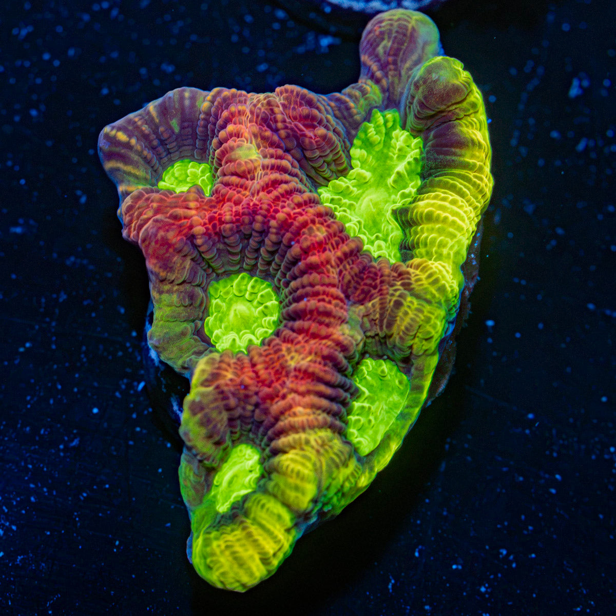 Dragon Soul Favia Coral with encrusting growth in reef aquarium