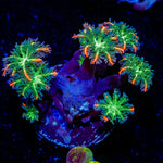 ARC FireWork Clove Polyps Coral with soft polyps in reef aquarium