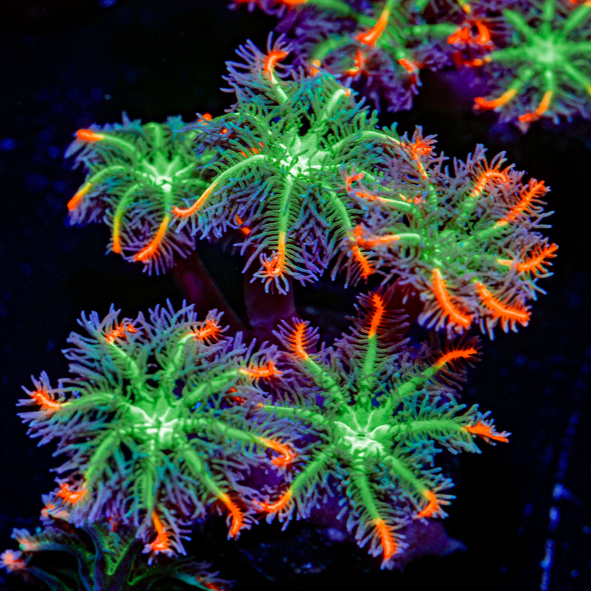 ARC FireWork Clove Polyps Coral with colony growth in reef aquarium