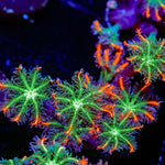 ARC FireWork Clove Polyps Coral with soft polyps in reef aquarium