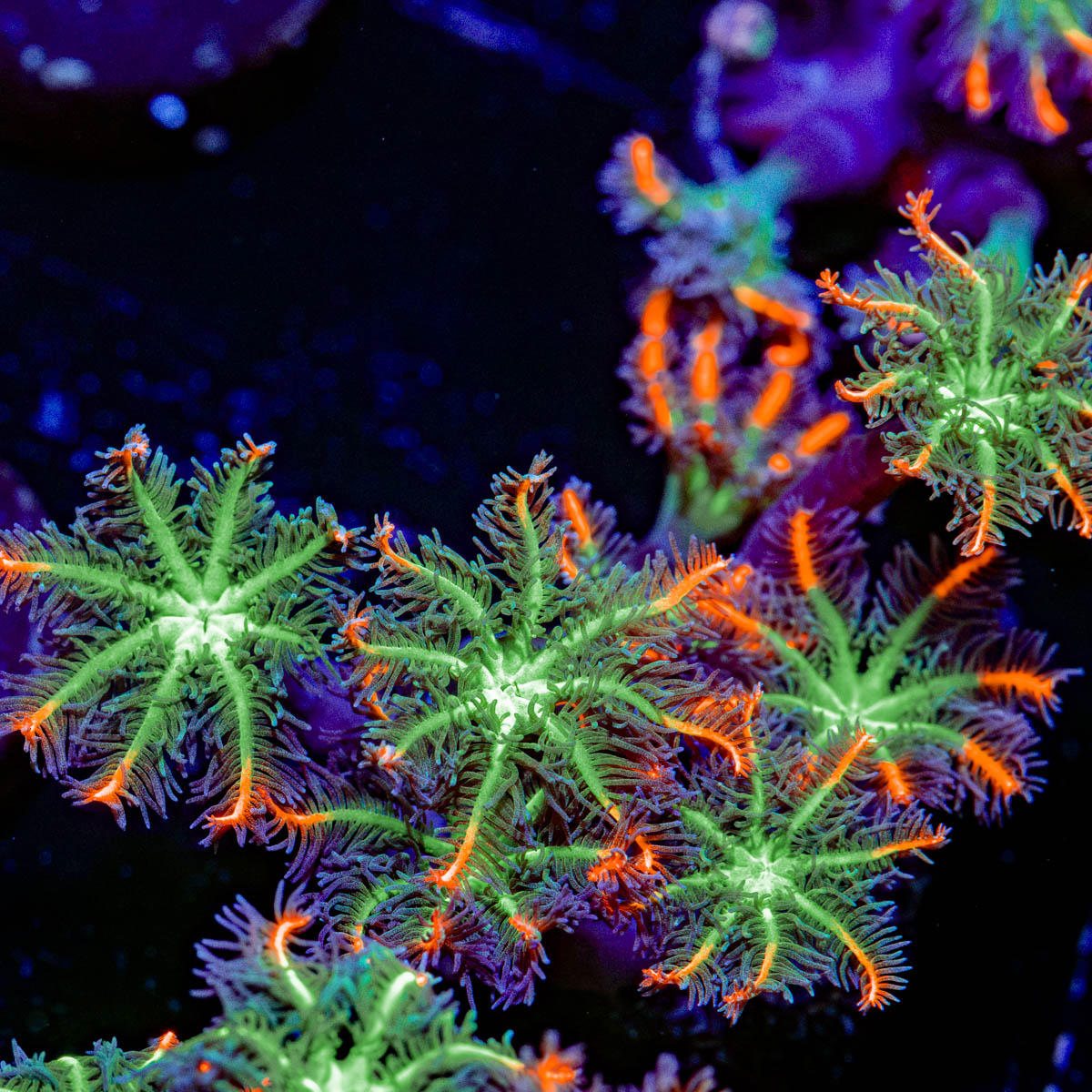 ARC FireWork Clove Polyps Coral with soft polyps in reef aquarium