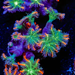 ARC FireWork Clove Polyps Coral with soft polyps in reef aquarium