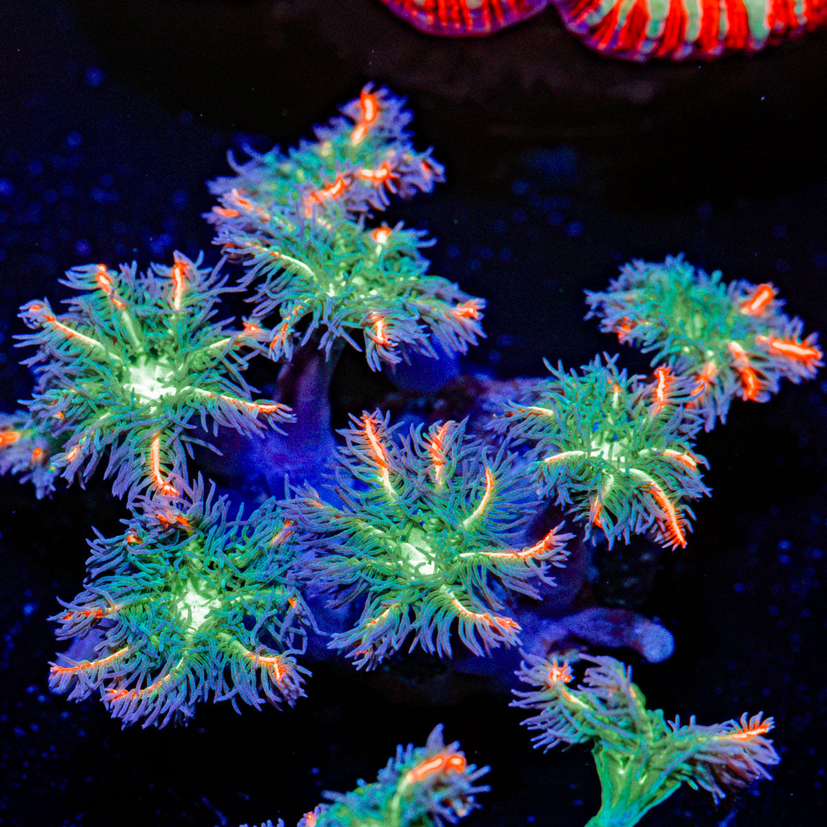 ARC FireWork Clove Polyps Coral with soft polyps in reef aquarium