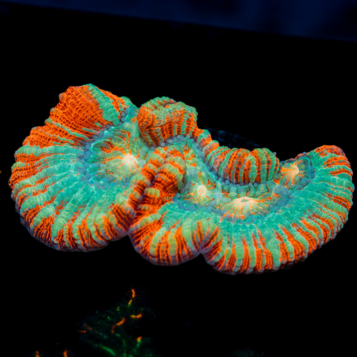 Tsumini Wilsoni Coral with fleshy open polyp in reef aquarium