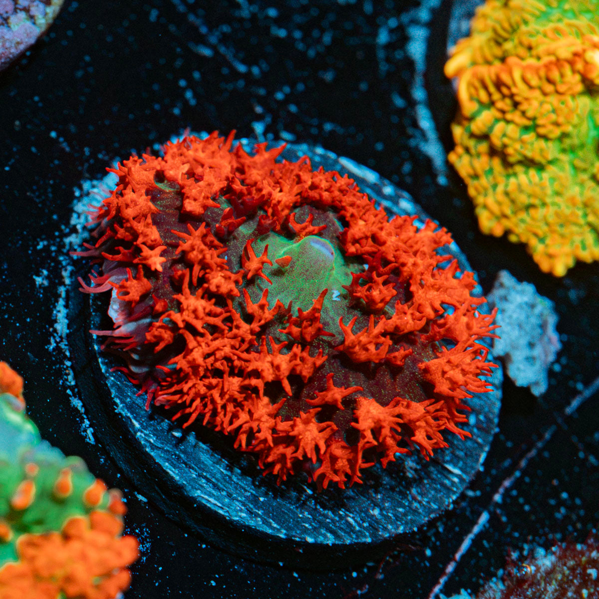 Saint Thomas Mushroom Coral