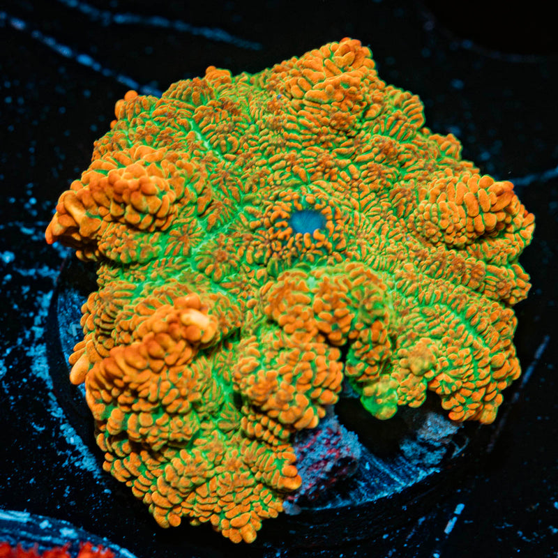 Tequila Sunrise Mushroom Coral