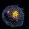 Sunny D Zoanthid 