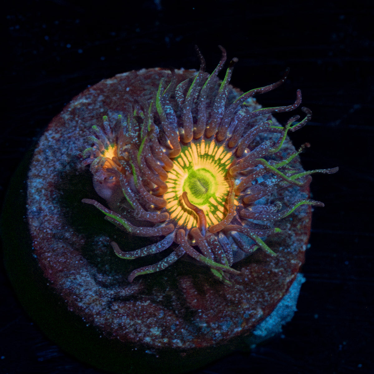 Sunny D Zoanthid 