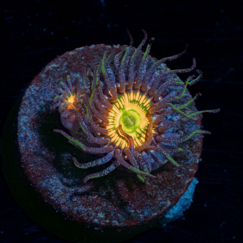 Sunny D Zoanthid