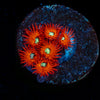 Charmander Zoanthid 