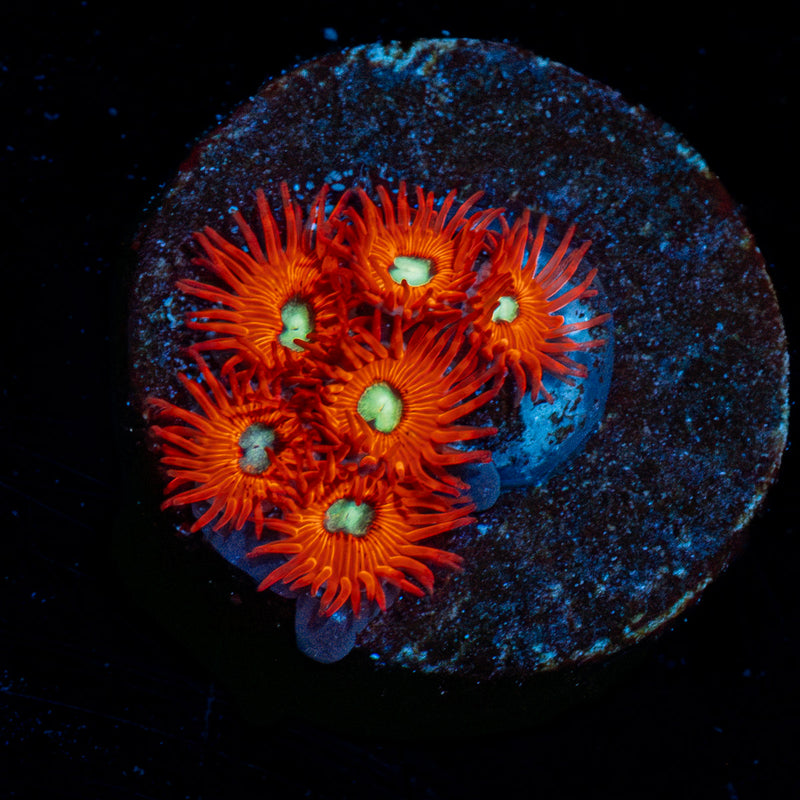Charmander Zoanthid