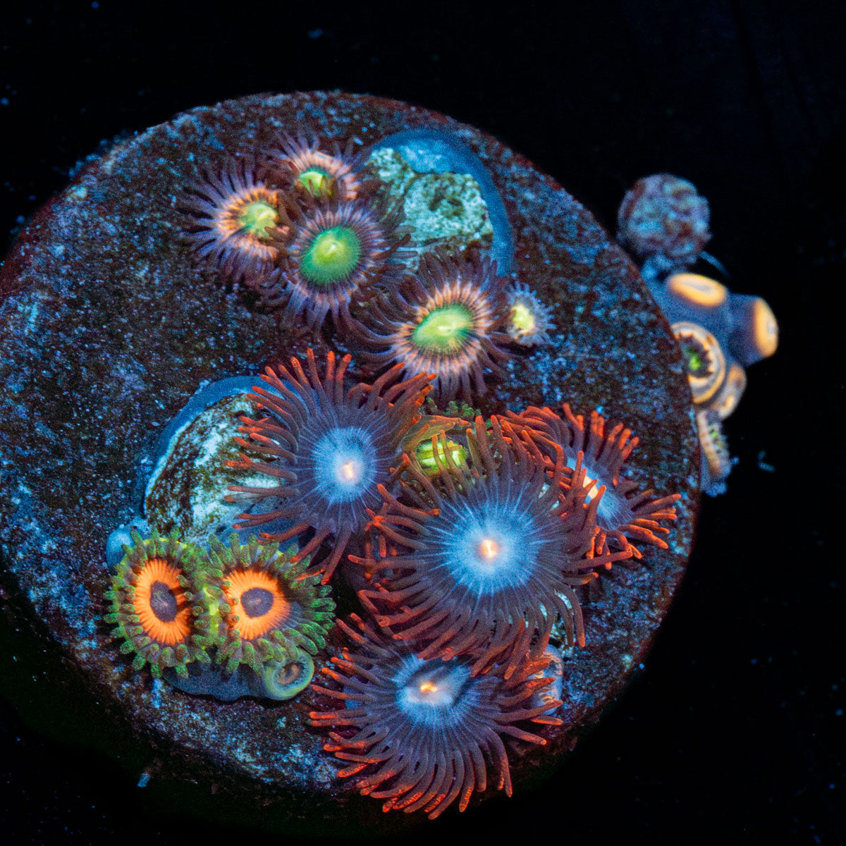 Combo Zoanthid 