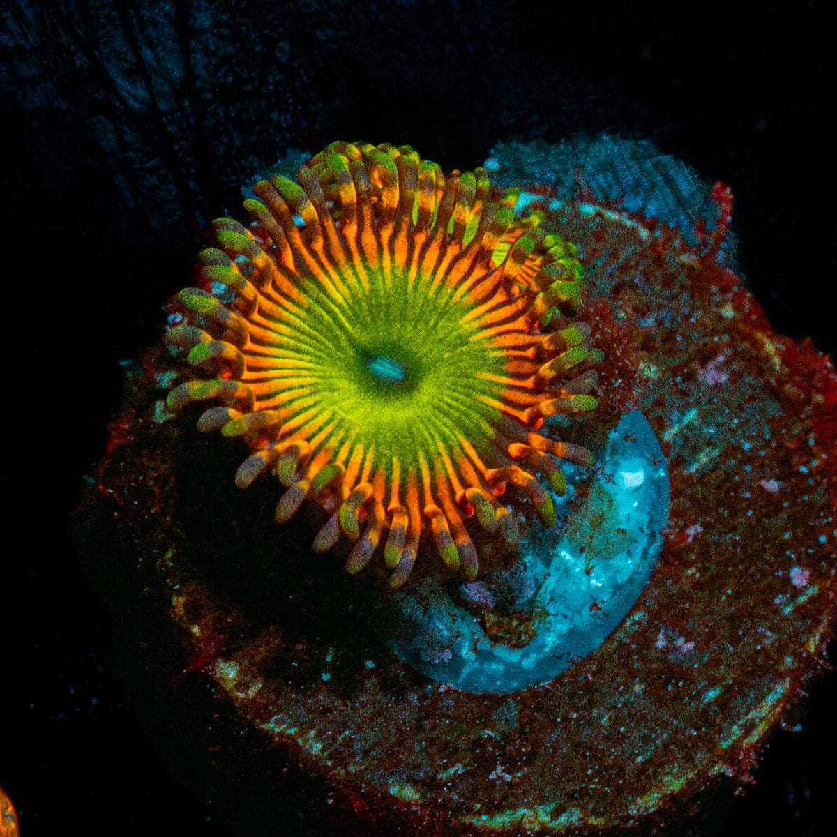 Peach Candy Apple Zoanthid 