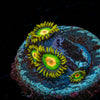 Rasta Zoanthid 