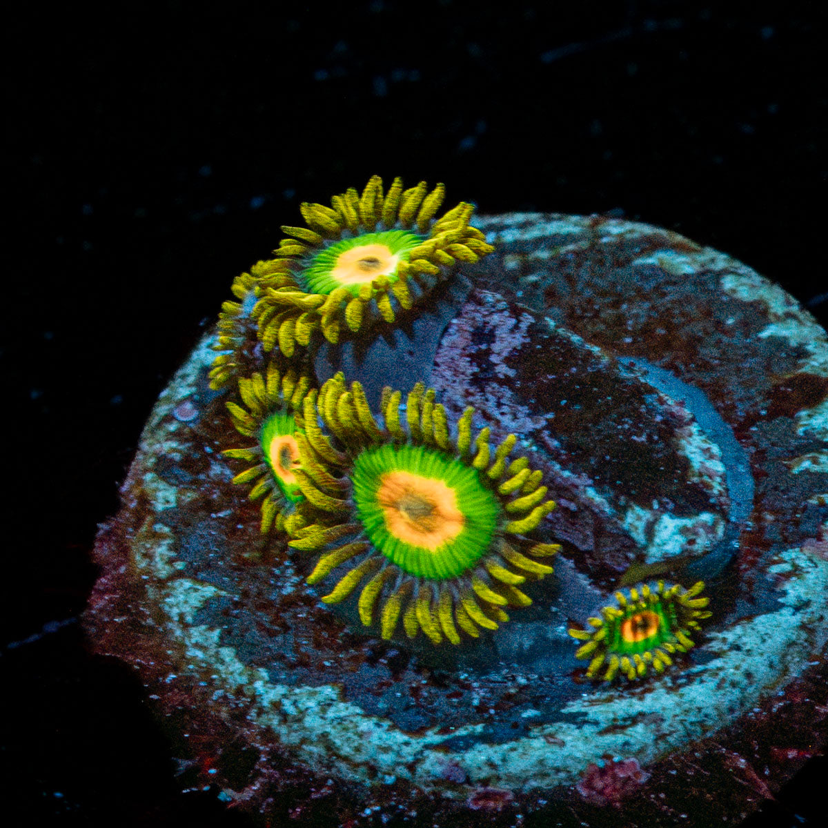 Rasta Zoanthid 
