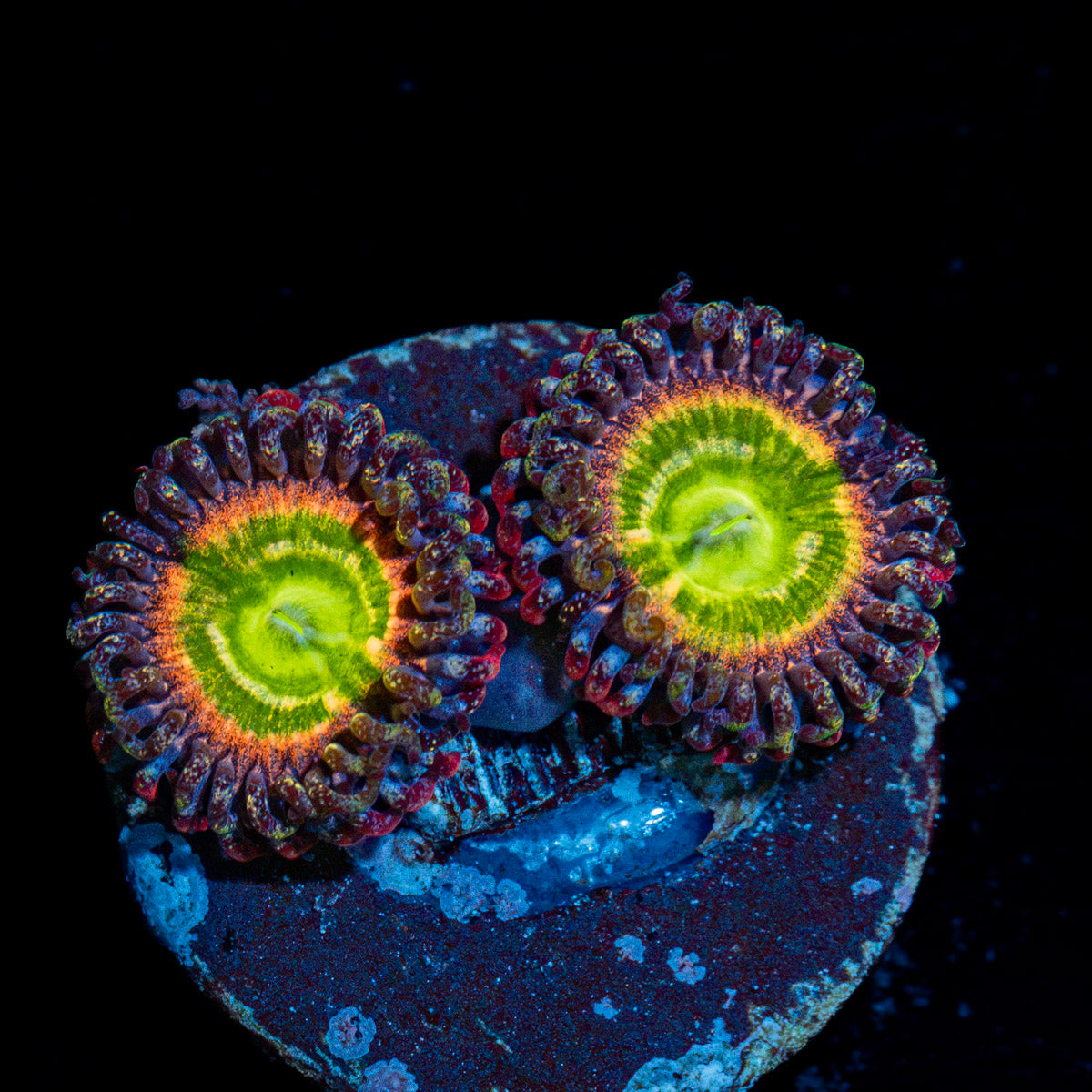 Tinker Bells Zoanthid Coral with colony growth in reef aquarium