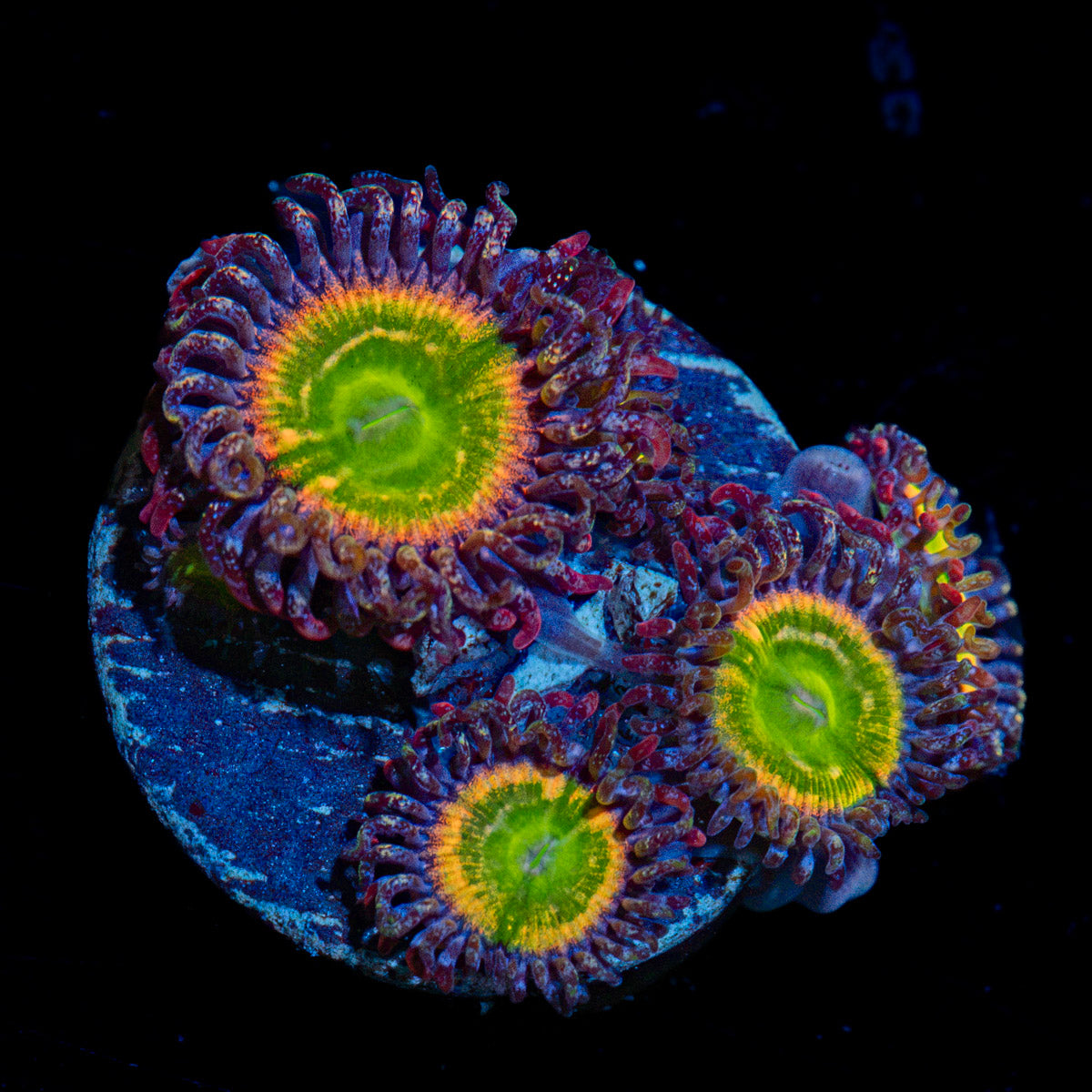 Tinker Bells Zoanthid Coral with colony growth in reef aquarium