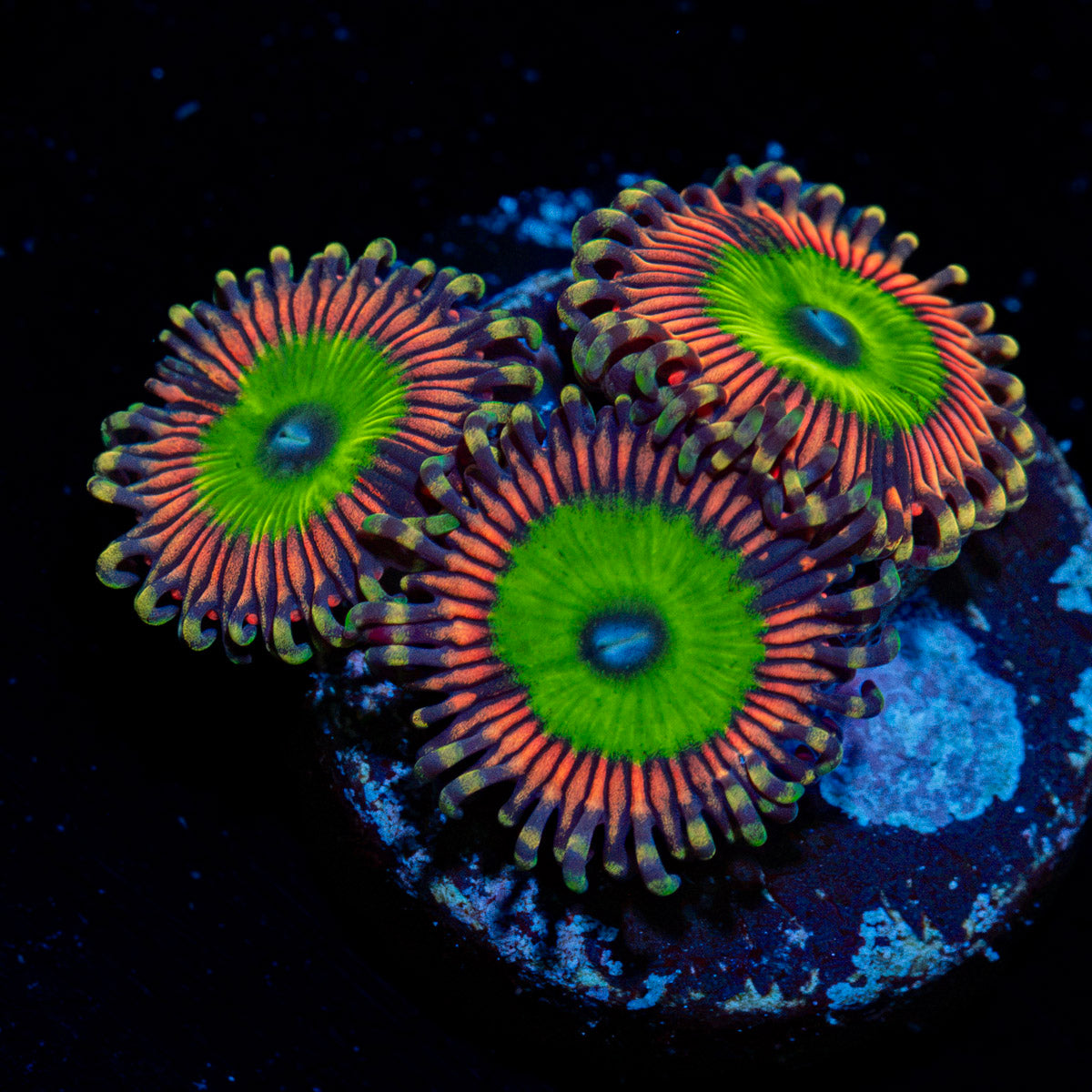 Candy Apple Pink Zoanthid Coral colony growth in reef aquarium