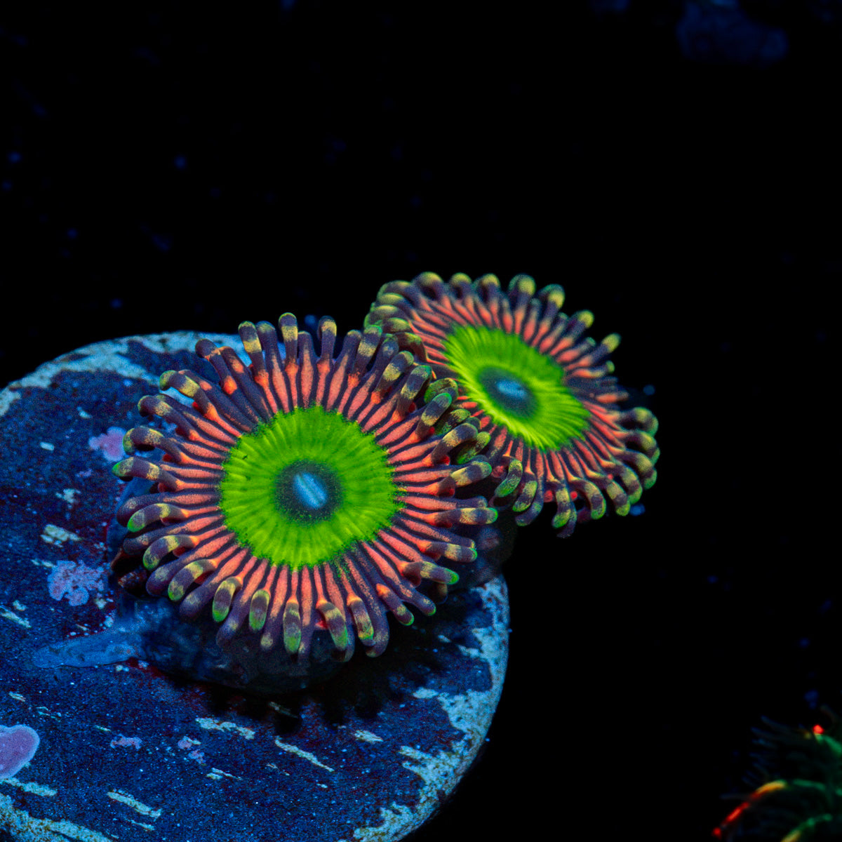 Candy Apple Pink Zoanthid Coral with colony growth in reef aquarium