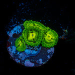 Emerald Muals Zoanthid Coral with colony growth in reef aquarium