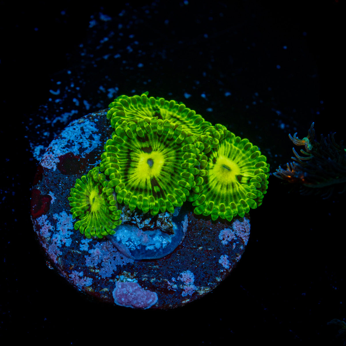 Emerald Muals Zoanthid Coral with colony growth in reef aquarium
