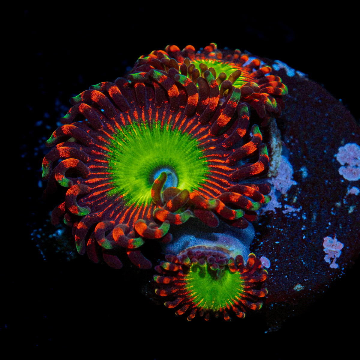 Candy Apple Red Zoanthid Coral colony growth in reef aquarium