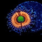 Bimbo Zoanthid Coral with colony growth in reef aquarium