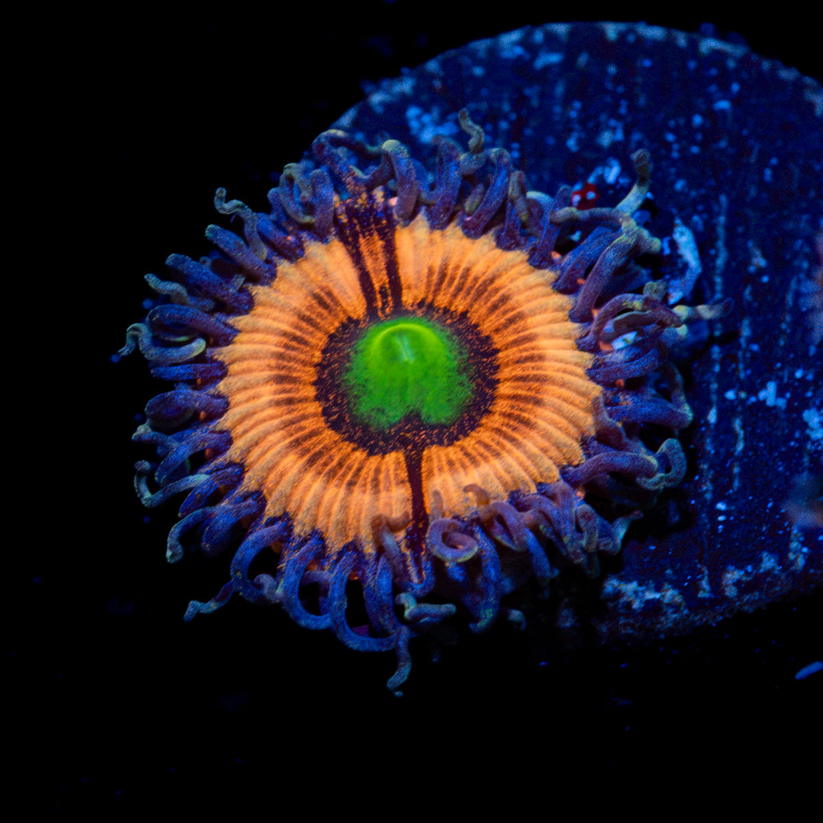 Bimbo Zoanthid Coral with colony growth in reef aquarium