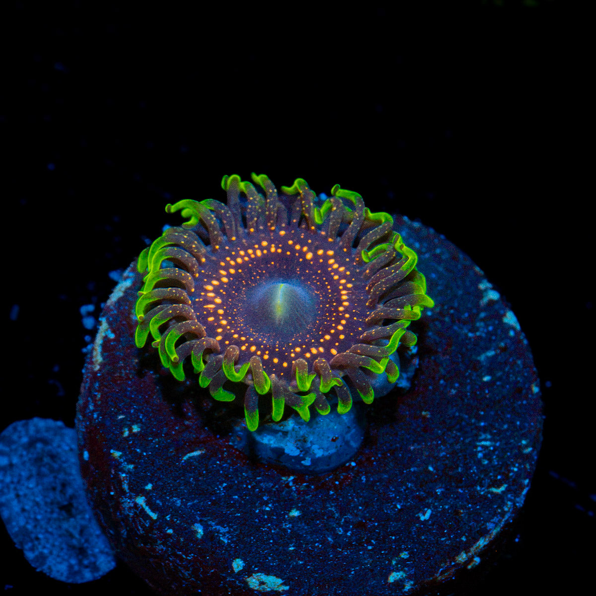 Psychic Zoanthid Coral with colony growth in reef aquarium