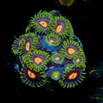 Blue Jay Zoanthid Coral colony growth in reef aquarium