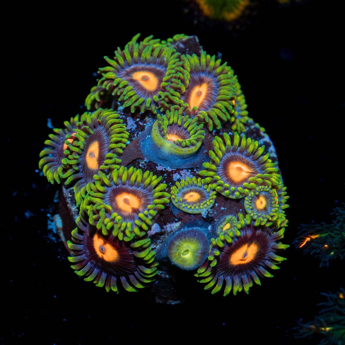 Blue Jay Zoanthid Coral colony growth in reef aquarium