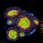 Candy Apple Red Zoanthid Coral colony growth in reef aquarium