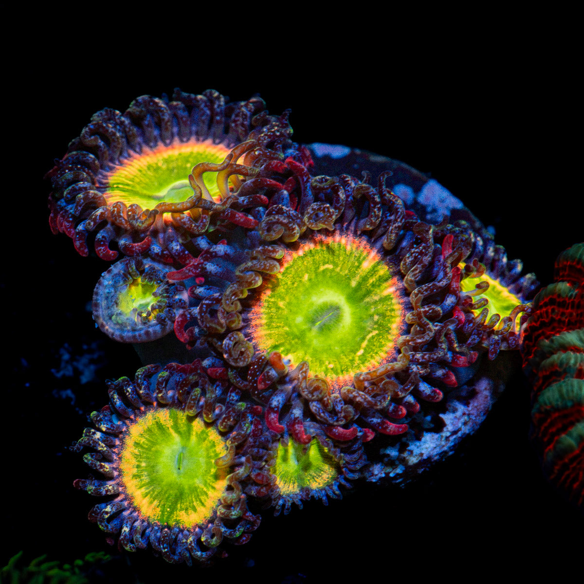 Candy Apple Red Zoanthid Coral colony growth in reef aquarium