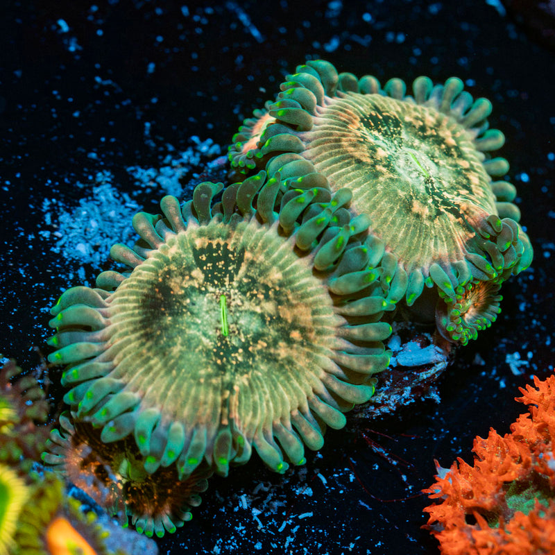 Milky Way Zoanthid Coral