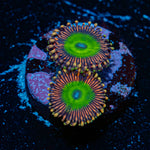 zoanthid Multi Plug Coral