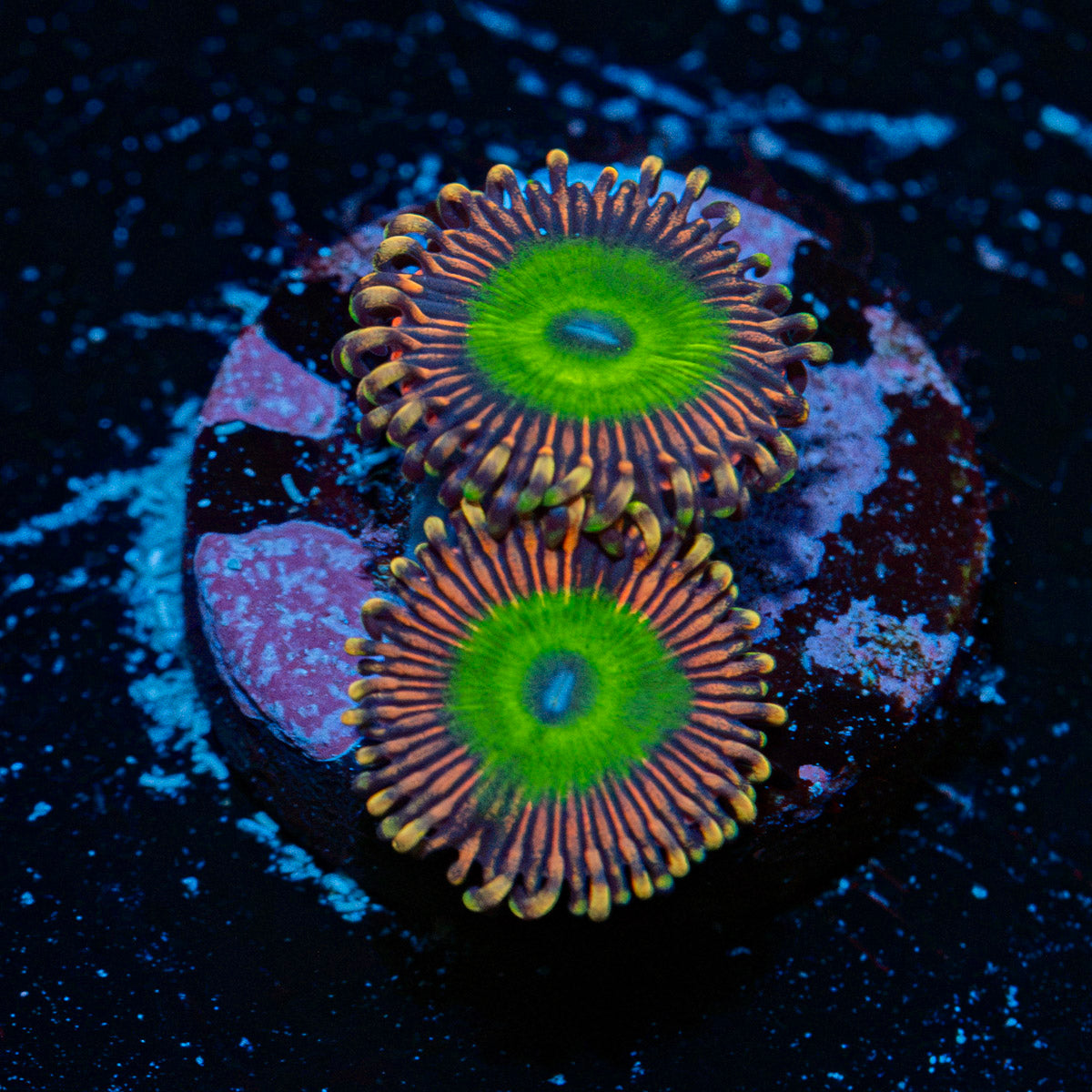 zoanthid Multi Plug Coral
