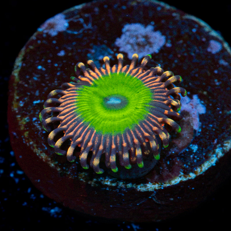 Candy Apple Pink Zoanthid Coral