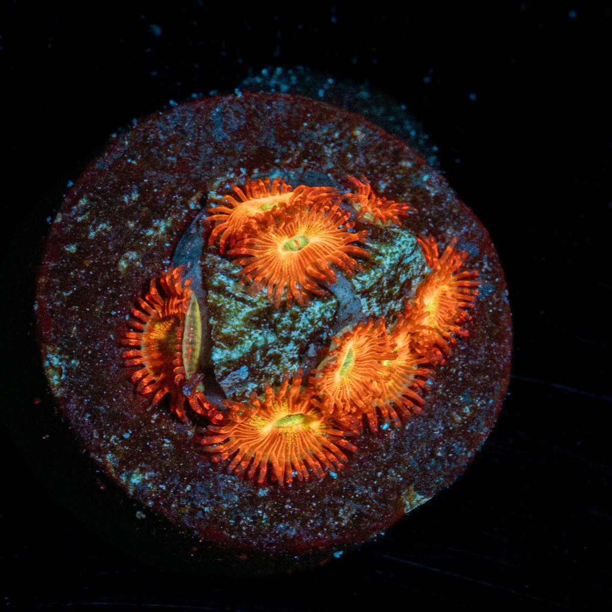 Chameleon Zoanthid 