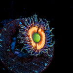 Bimbo Zoanthid 