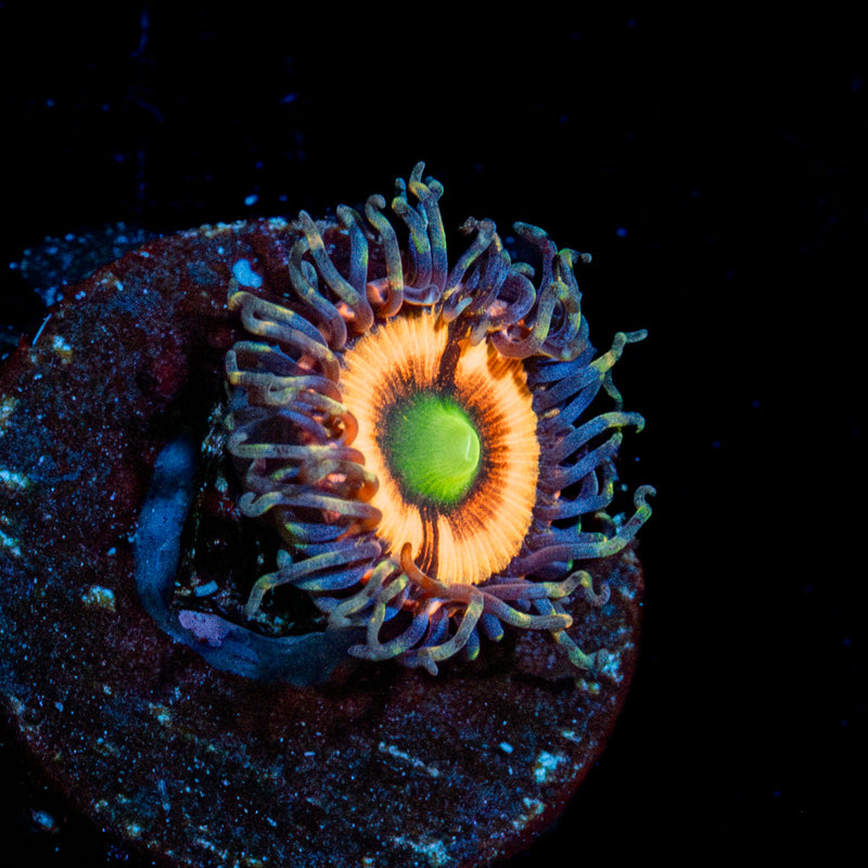 Bimbo Zoanthid