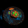 Emeralds on Fire Zoanthid 