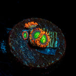 Emeralds on Fire Zoanthid 