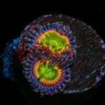 Funny D Zoanthid 