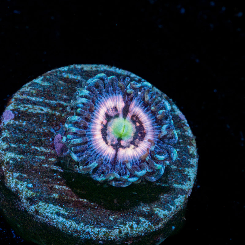 Daisy Duke Zoanthid