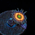Bimbo Zoanthid 