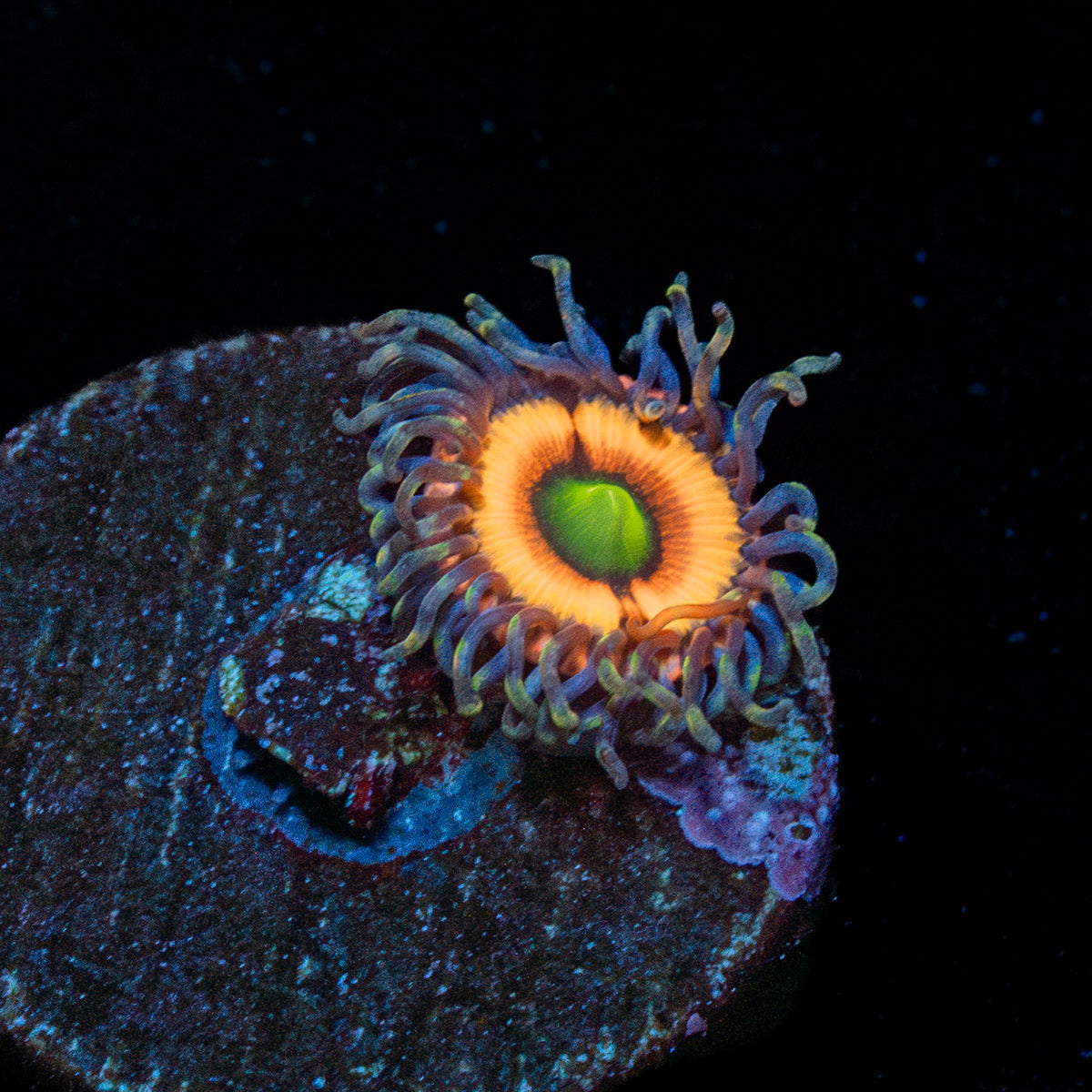 Bimbo Zoanthid 