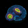 Funny D Zoanthid 